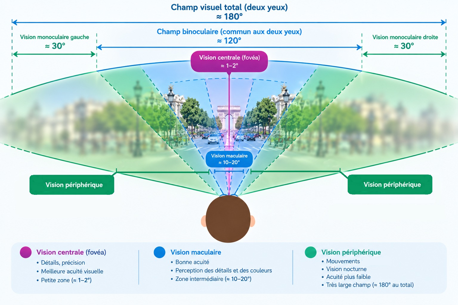 Vision et perception du mouvement